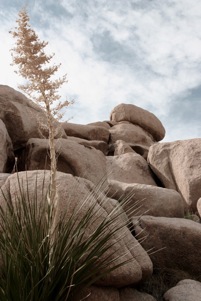 Joshua Tree