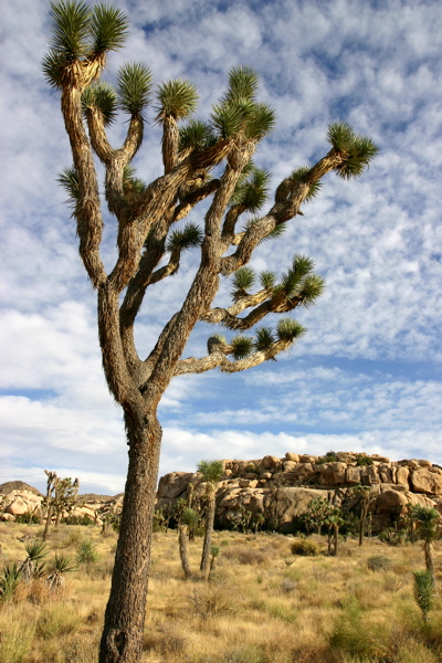 Tree And Sky