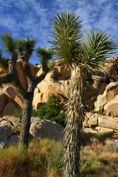 Joshua Tree National Park