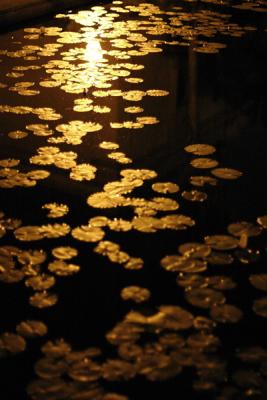 Moon Over The Golden Lilypads