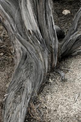 Deadwood - Joshua Tree