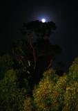 Nesting Moon
