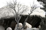 Dead Tree And Boulder