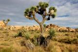 The Desert Landscape