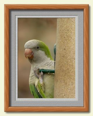 Monk Parakeet