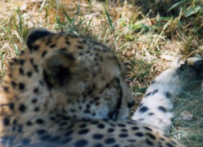 Lazy cheetah