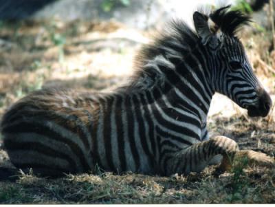 Juvenile Zebra