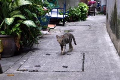 Alley cat: Bangkok
