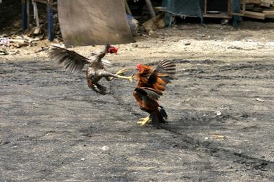 Cock fight: Ban Dom Kirek