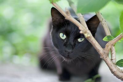 Cat Portraits