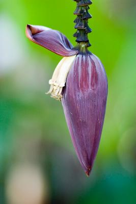 v3/66/27366/3/51168014.KY1U5259_bananaflower.jpg