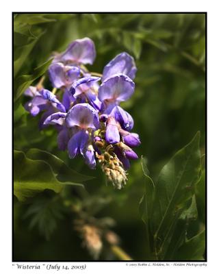 Wisteria Tree - July 2005!