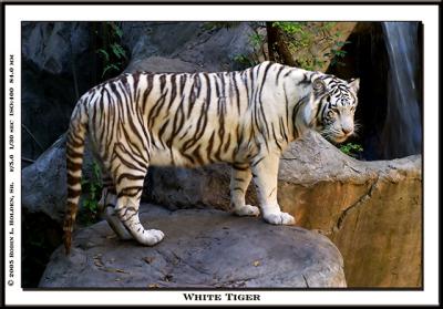 White Tiger