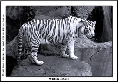 White Tiger