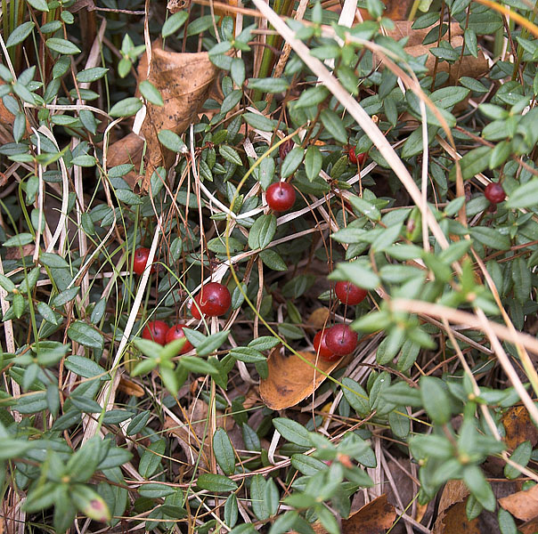 Cranberries