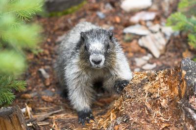 Marmot