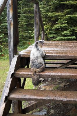 Another (same?) marmot