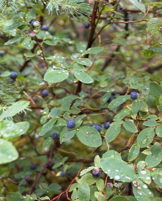 Blueberries