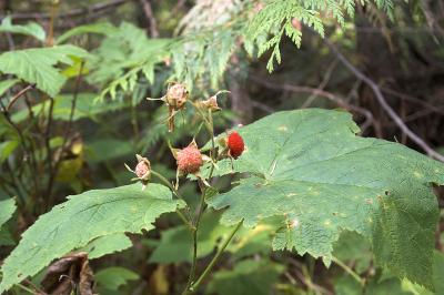 Thimbleberry