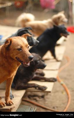 rYpHe/ Stray Dogs Sanctuary in Miaoli
