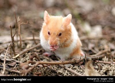  / Golden Hamster