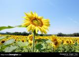 Somewhere in Provence