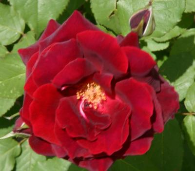 dark june floribunda rose