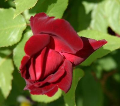 deep red rosebud
