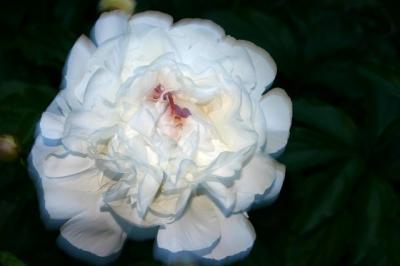  Peonies :A photographic study of white peonies,their shapes and values