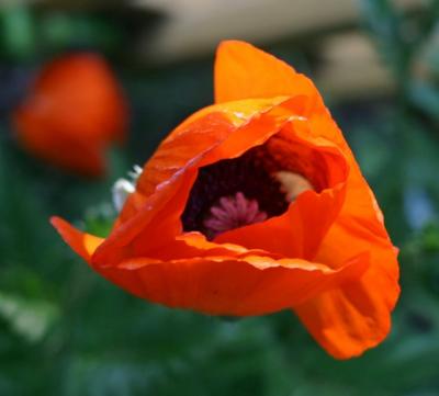 poppy