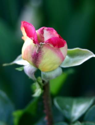 delicate rose