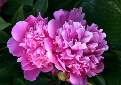 duo of pink