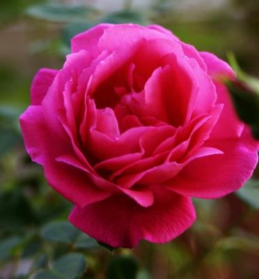 bright fuchsia rose