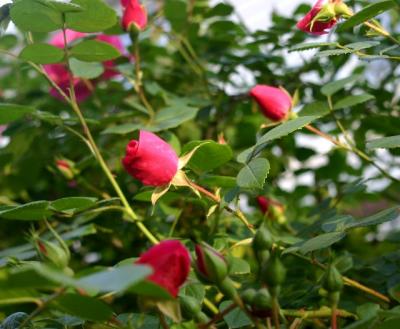 climbing rose bush