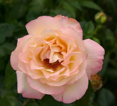 full rose bi-color