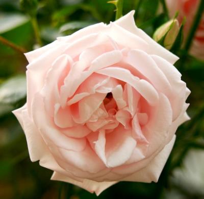 delicate peach rose