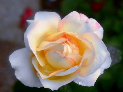 v3/66/388766/3/44939941.perfectroseB053LargeWebview.jpg