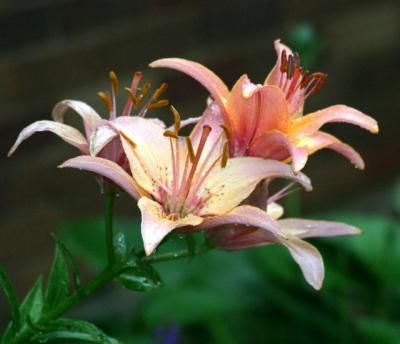 lily spray