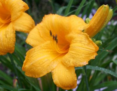 yellow lilies