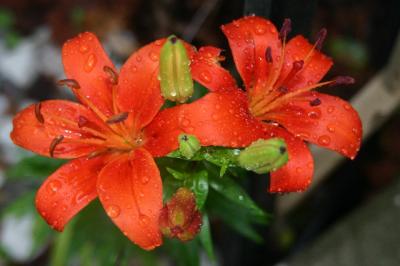 bright orange day lilies