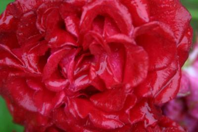 jumble of red