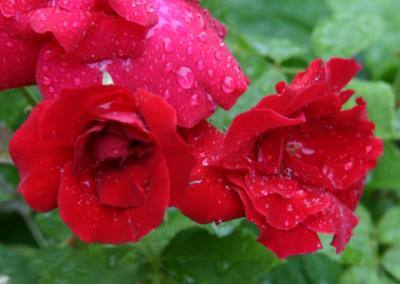 roses in the rain