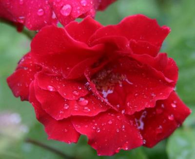 collecting tiny pools within petals