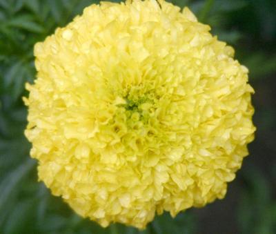 fanciful yellow