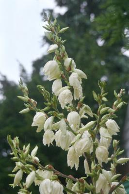 yucca plant