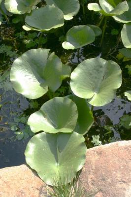 v3/66/388766/3/48133959.Fairlane_lilypads_overgrowth.jpg