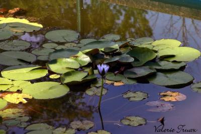 sunlit pond