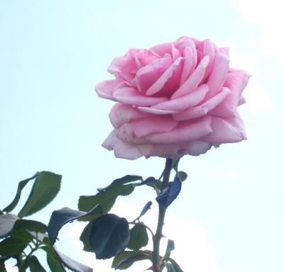 Roses 2005: a study of roses and their colors and shapes
