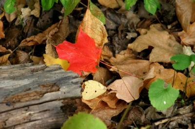 red_leaf