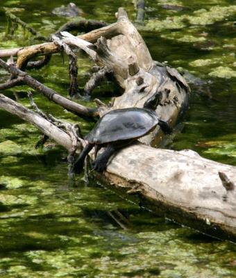 one_turtle